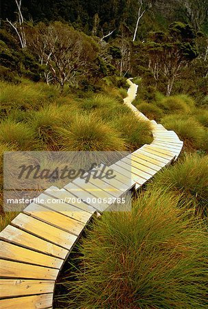 Passerelle en bois à travers la forêt de Cradle Mountain, Dove Lake Tasmania, Australie