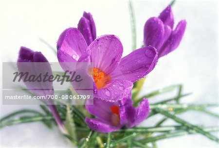 Crocus en neige de printemps frais