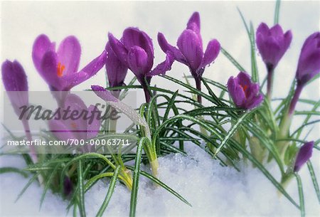 Krokusse im frischen Frühling Schnee