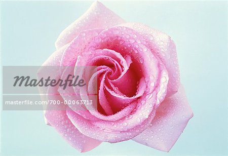Close-Up of Pink Rose with Water Drops