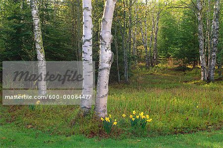 Narzissen in der Nähe von Baum, New Brunswick, Kanada