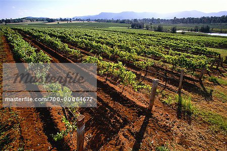 Vignes près de Pokolbin Vineyard, NSW, Australie