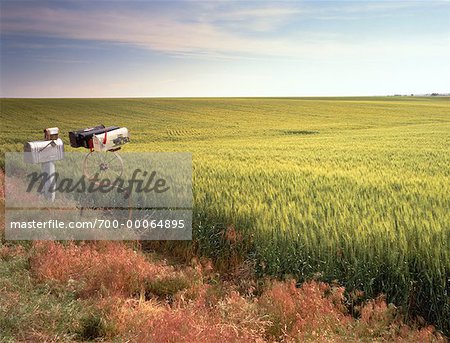 Boîtes aux lettres dans le champ de blé
