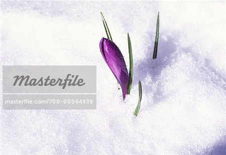 Gros plan du bourgeon Crocu dans la neige de printemps