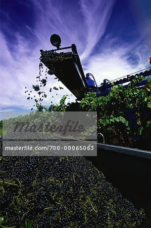 Grape Harvesting at Tamburlaine Winery, NSW, Australia