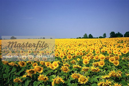 Champ tournesol région-Deux Sevres, France