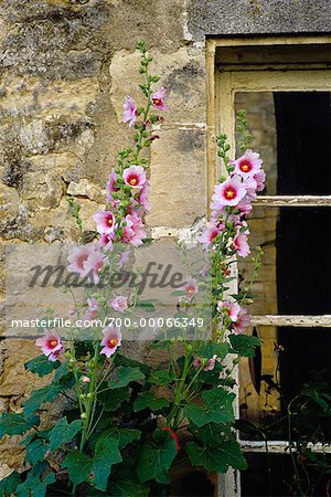 Rose trémière, mur et fenêtre région-Deux Sevres, France