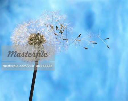 Close-Up of Dandelion Blowing In Wind