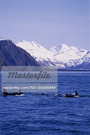 Orques à la Surface de l'eau, Fjord de Kenai, Alaska, Etats-Unis