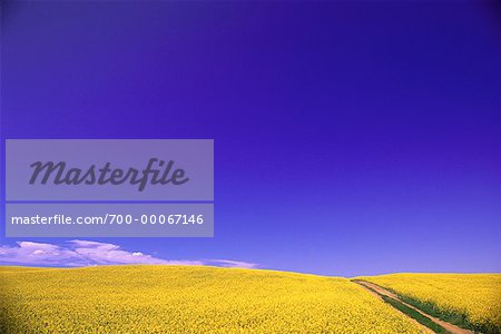 Champ de canola et de ciel, Saskatchewan, Canada