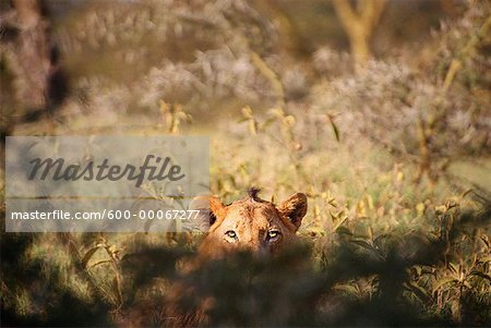 Lion dans le domaine des herbes hautes, Parc National du lac Nakuru, Kenya, Afrique