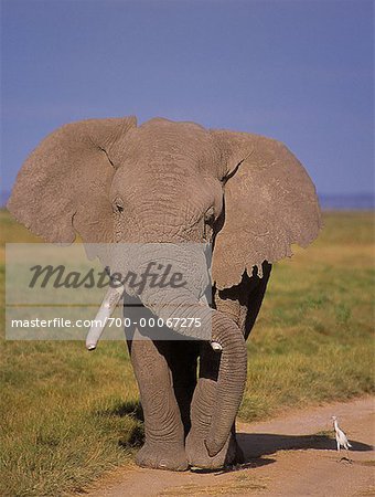 African Elephant and Egrets Amboseli National Park Kenya, Africa