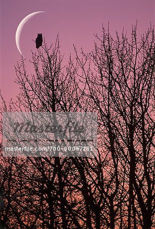 Great Horned Owl on Branch at Dusk Alberta, Canada