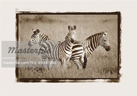 Zebras in Field Maasai Mara Game Reserve Kenya, Africa
