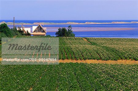 Ferme et champ de pommes de terre maison nouveau Londres Bay Prince Edward Island, Canada