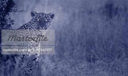 Portrait of Leopard at Night, Maasai Mara Game Reserve, Kenya, Africa