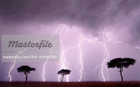 Acacia Trees and Lightning Maasai Mara Game Reserve Kenya, Africa