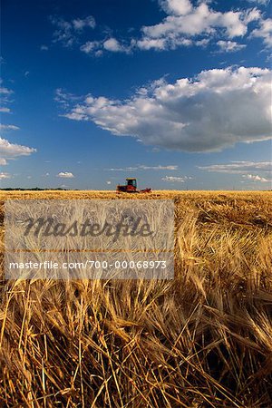 Champ de blé et de ciel dans le Minnesota