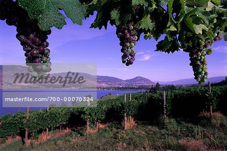 Grape Vines and Vineyard Okanagan Valley British Columbia, Canada