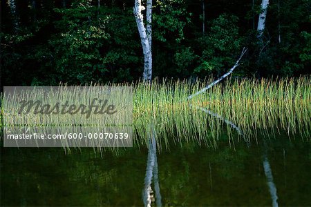 Lake and Trees with Reflection, Otter Lake, Haliburton, Ontario, Canada