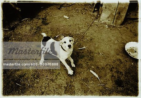 Portrait of Dog Chained to Post