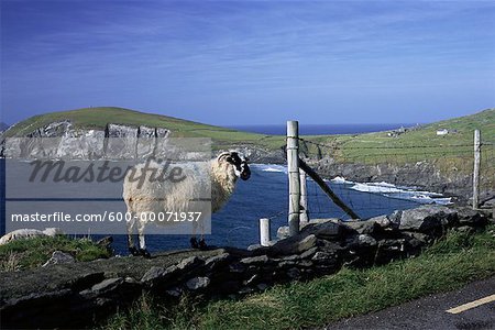 Schafe in der Nähe von Zaun von Shore, Halbinsel Dingle, Irland