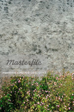 Blumen Sie, Büschen und Wall St. Martin, Ile de Re, Frankreich
