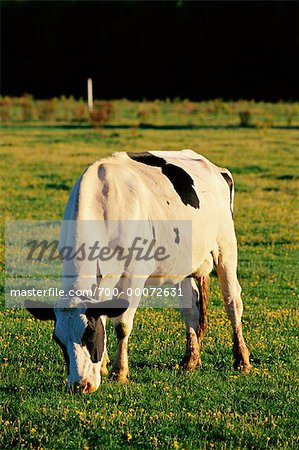 Dairy Cow Grazing in Field, Prince Edward Island, Canada