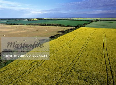 Aerial View du Canola et des champs de luzerne, près de Russell, Manitoba Canada