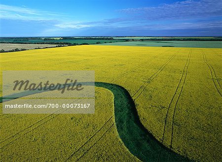 Aerial View du Canola et des champs de luzerne, près de Russell, Manitoba Canada