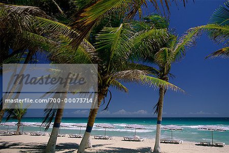 Palmiers et chaises longues avec parasols sur la plage de l'île Margarita (Venezuela)