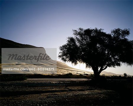 Silhouette of Tree at Sunset, Damaraland, Namibia