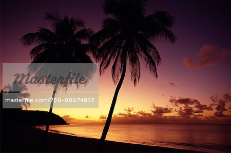 Silhouette de palmiers sur la plage au coucher du soleil French West Indies