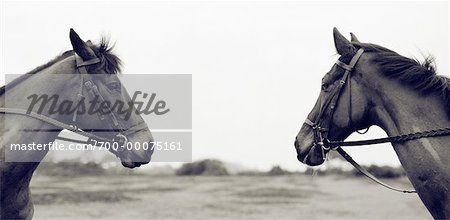 Profil von zwei Pferde im freien Salisbury, England
