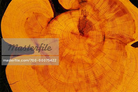 Close-Up of Lodgepole Pine Tree Rings