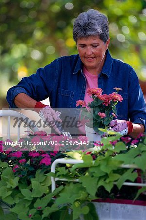 Mature Woman Gardening Impatience And Zinnia Flowers