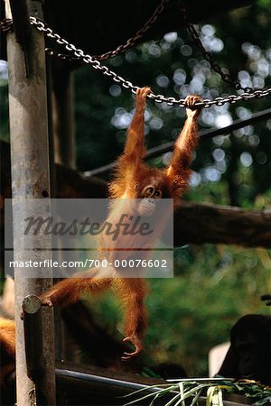 Orangutans in Singapore Zoological Gardens Singapore