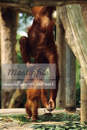 Orangutans in Singapore Zoological Gardens Singapore
