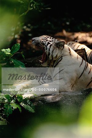 White Indian Tiger Yawning at Singapore Zoological Gardens Singapore
