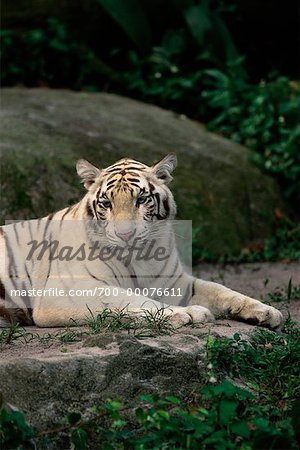 White Indian Tiger in Singapore Zoological Gardens Singapore