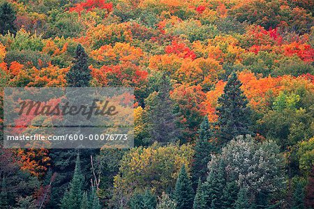 Forêt en automne, le Parc Provincial Algonquin, Ontario, Canada