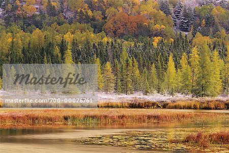 Neuschnee auf Gras in der Nähe von Costello Creek im Herbst Algonquin Provincial Park, Ontario, Kanada