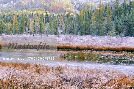 Fresh Snow on Grass near Costello Creek in Autumn Algonquin Provincial Park Ontario, Canada