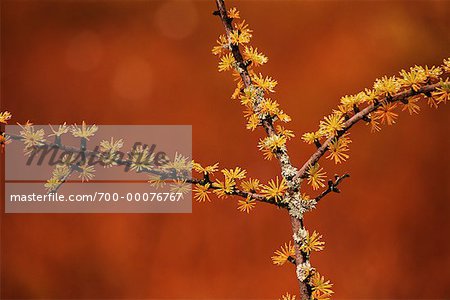 Close-Up of Tamarack Branch with Needles and Lichen Algonquin Provincial Park Ontario, Canada