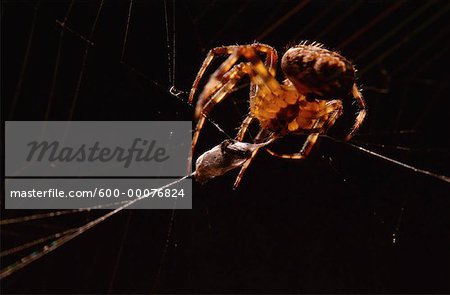 Close-Up of Spider Eating Prey