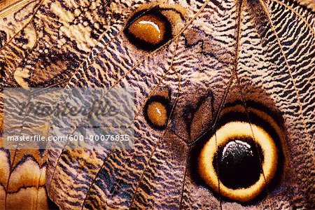 Close-Up of Butterfly Wing