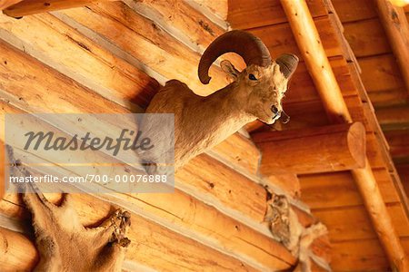 Tête d'animal sur le mur au Lodge de l'Idaho Idaho, Etats-Unis