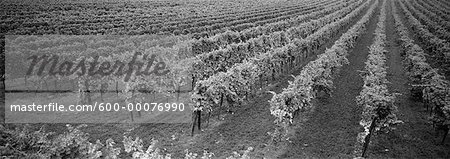 Vineyard, Wachau, Austria