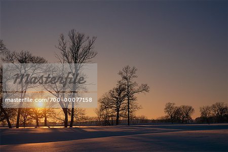 Trees and Landscape in Winter At Sunset South Dakota, USA