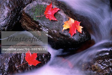 Feuilles d'erable en automne sur les rochers dans les cours d'eau, parc de la Gatineau, Québec, Canada